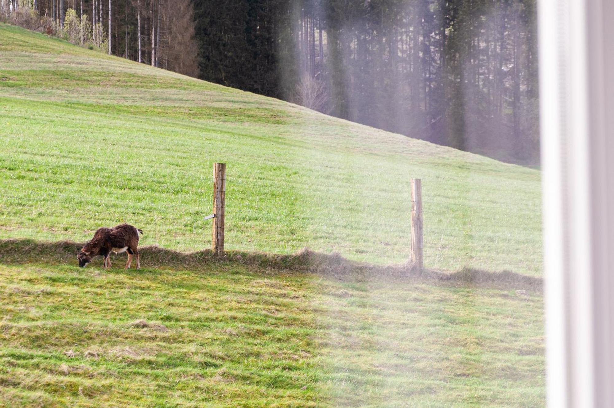 Forellenhof Wald- Und Wiesenquartier Bad Berleburg Exteriör bild